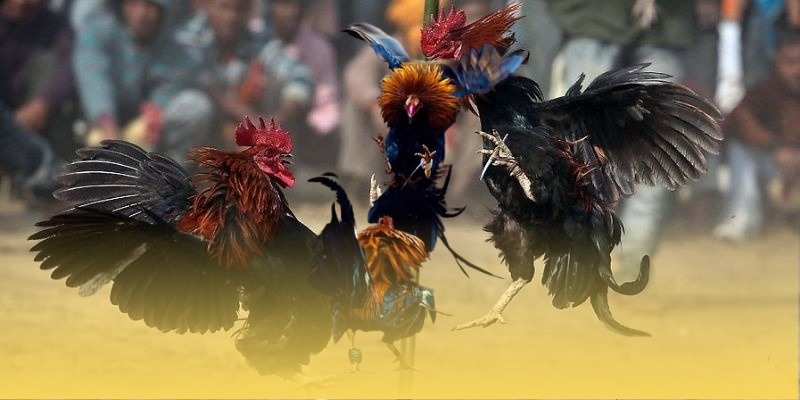 Đá Gà Campuchia GA6789 Tốc Độ, Kịch Tính Và Minh Bạch