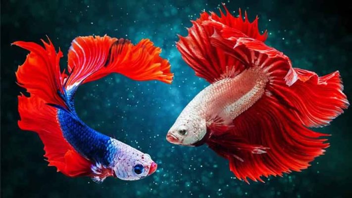 Con cá số mấy? Giải mã ý nghĩa giấc mơ thấy cá chuẩn sổ mơ