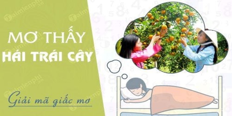 Mơ thấy hái trái cây đánh số gì? Bí mật đằng sau giấc mơ 